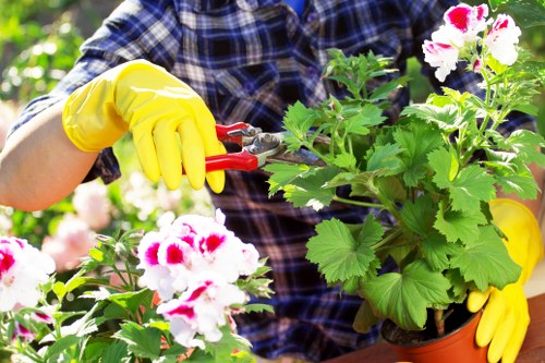 Garden maintenance in Bexley with a tidy lawn and trimmed hedges