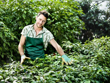 Experienced Bexley gardeners improving garden structure and growth