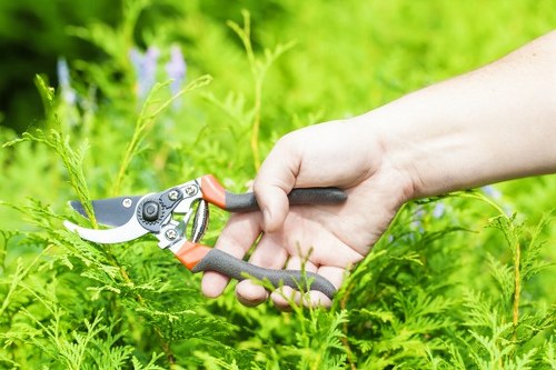 Emergency tree surgery and branch removal in Bexley