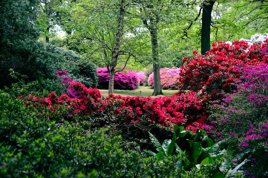 A lush garden scene at Danson Park featuring vibrant, flowering rhododendrons and azaleas in shades of bright pink, red, and purple, set amidst tall, green-leaved trees with textured bark and spreadin