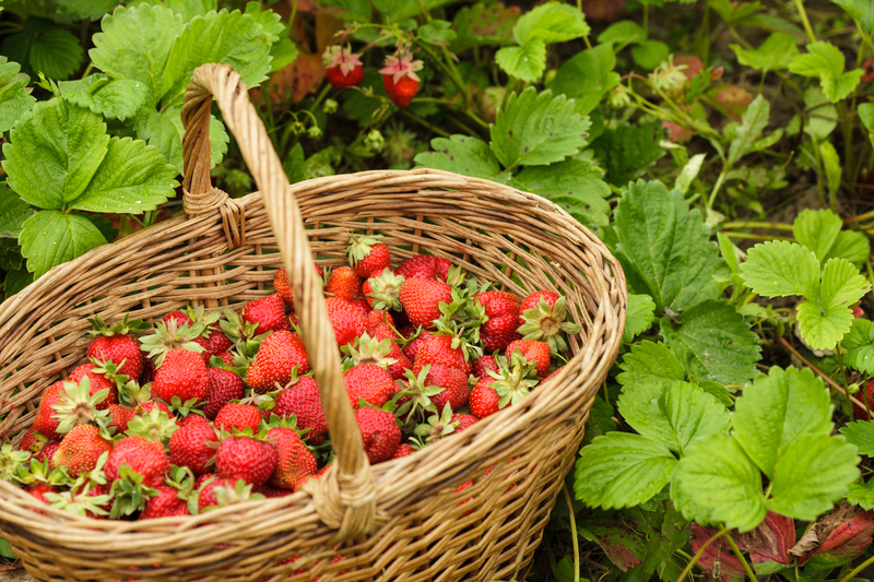 garden planting
