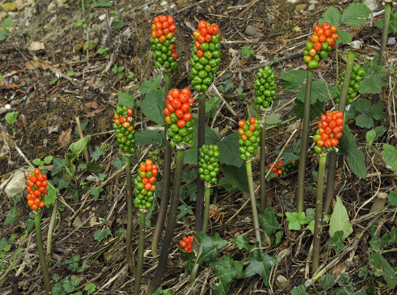 Garden yard